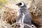 Magellanic penguin close up. Punta Tombo penguin colony, Patagonia