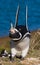 Magellanic penguin in the colony. Close-up. Argentina. Peninsula Valdes.