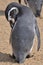 Magellanic penguin at dublin zoo
