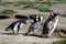 Magellanic penguin family