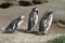 Magellanic penguin family