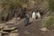 Magellanic Penguin family - Falkland Islands