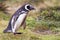 Magellanic penguin gathering nest materials