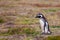 Magellanic penguin goes on flowering tundra