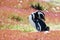 Magellanic Penguin or Humboldt Penguin sitting in flowering meadow on New Island, Falkland Islands