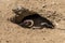 Magellanic penguin lays in nest in the sun in Punta Tombo