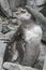 Magellanic penguin moulting among the rocks