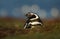 Magellanic penguin in a natural habitat