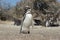 Magellanic Penguin, Punta Tombo, Argentina