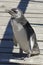 Magellanic Penguin, Punta Tombo, Argentina