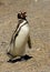 Magellanic penguin in Punta Tombo, Patagonia.