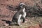 Magellanic penguin on red stones