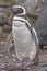 Magellanic Penguin on a Remote Nesting Island