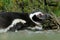 Magellanic Penguin Resting in Patagonia