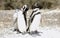 Magellanic Penguin\'s family