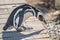 Magellanic penguin is searching for shadow from summer heat, Punta Tombo nature reserve, Patagonia, Argentina, details