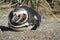 Magellanic penguin sleeping