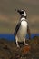 Magellanic penguin, Spheniscus magellanicus, bird on the rock beach, ocean wave in the background, Falkland Islands