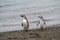 Magellanic penguin, Spheniscus magellanicus, walking on rocky gr