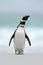 Magellanic penguin, Spheniscus magellanicus, on the white sand beach, ocean wave in the background, Falkland Islands