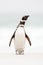 Magellanic penguin, Spheniscus magellanicus, on the white sand beach, ocean wave in the background, Falkland Islands. Penguin in A