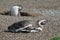 Magellanic penguin on stones