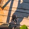 Magellanic penguin is trying to interact with a traveler, peninsula Valdes, Patagonia, Argentina