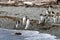 Magellanic Penguin on Tucker Island. Chile