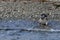 Magellanic Penguin on Tucker Island. Chile