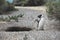 Magellanic penguin in the Valdes Peninsula