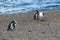 Magellanic penguin in the Valdes Peninsula