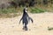 Magellanic Penguin Walking Away, Waving Goodbye. Punta Tombo reserve, Argentina