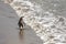 Magellanic Penguin Walking Away, Waving Goodbye. Punta Tombo reserve, Argentina