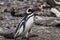 Magellanic penguin walking on pebble beach