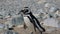 A Magellanic penguin walking on the rocks