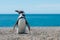 Magellanic penguin watching