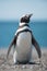 Magellanic penguin watching