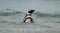 Magellanic Penguin in the Waves