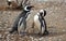 Magellanic penguins