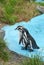 Magellanic Penguins