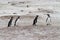 Magellanic Penguins