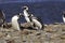 Magellanic Penguins