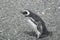 Magellanic penguins in the Beagle channel.