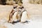 Magellanic Penguins family