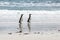 Magellanic Penguins following each other