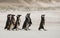 Magellanic penguins heading out to sea for fishing on a sandy be
