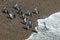 Magellanic Penguins leaving the Atlantic Ocean