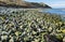 Magellanic penguins leaving the sea on Magdalena island in Chile