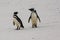 Magellanic Penguins looking to each other on white beach of New Island, Falkland Islands