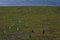 Magellanic Penguins,Magdalena Island, Chile